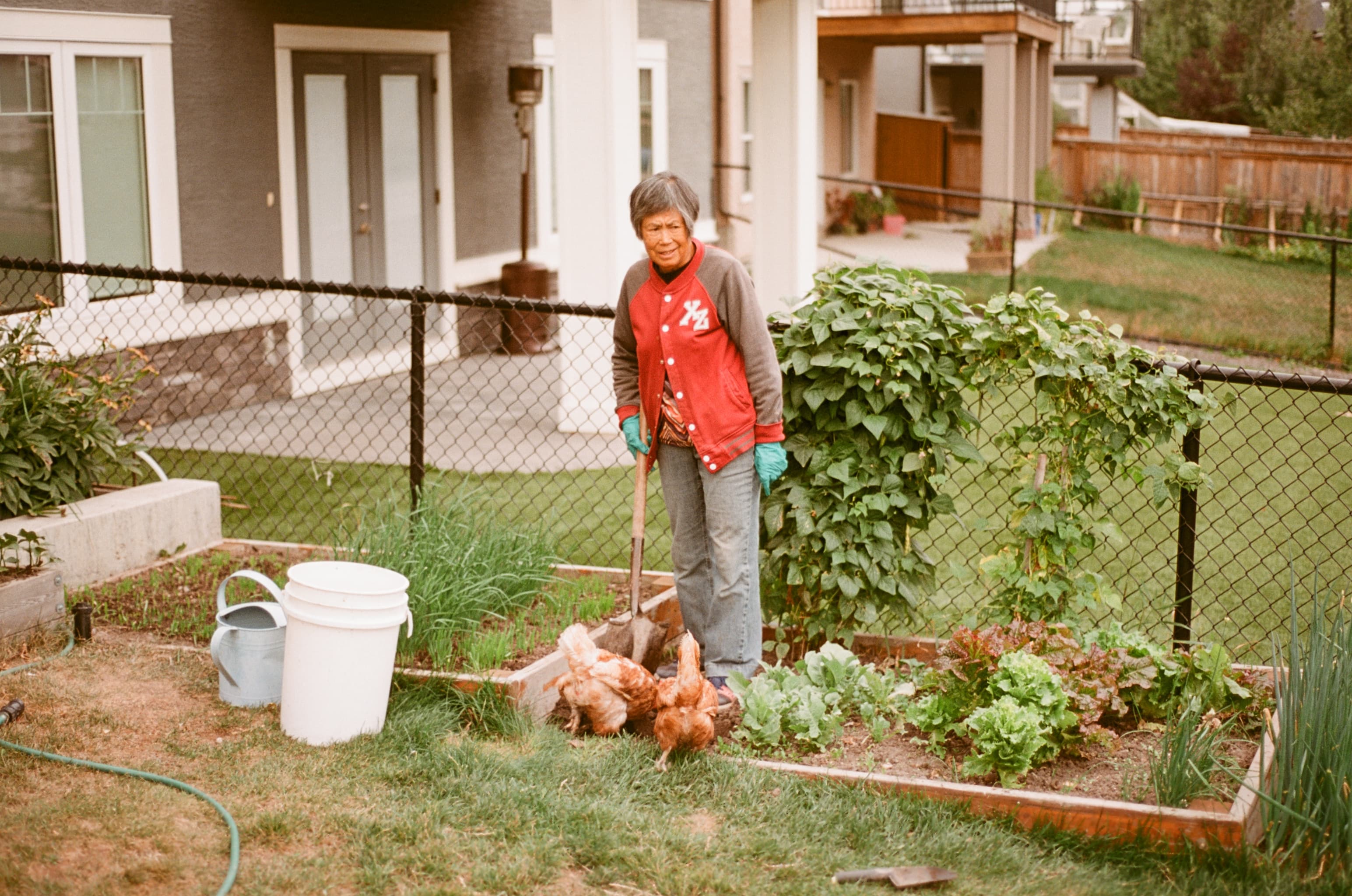 My grandma tending to the chickens